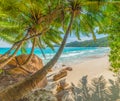 Palm trees and rocks by the sea in Anse Lazio beach Royalty Free Stock Photo