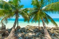 Palm trees and rocks by the sea in Praslin island Royalty Free Stock Photo