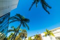 Palm trees in Rodeo Drive in Beverly Hills Royalty Free Stock Photo