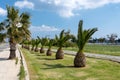 Palm trees in row along the road. Larnaca. Cyprus Royalty Free Stock Photo