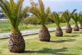 Palm trees in row along the road. Larnaca. Cyprus Royalty Free Stock Photo