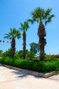 Palm trees row Royalty Free Stock Photo