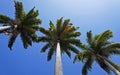 Palm trees, Roystonea oleracea, and blue sky