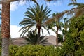 Palm trees and rtopic vegetation and in the background behind them mountain hills Royalty Free Stock Photo