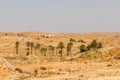 Palm trees in the Sahara desert, Matmata, Tunisia