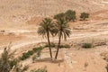 Rare palm trees in the Sahara desert, Tunisia, Africa