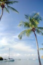 Palm Trees and Sailbots