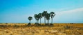 Palm trees by the salt pan