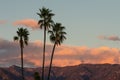 Palm Trees San Gabriel Mountains