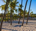 Palm Trees on The Sand Covered Waikoloa Beach