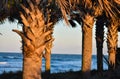 Palm Trees By the Sand Dunes Along the Coast of Florida Beaches in Ponce Inlet and Ormond Beach, Florida Royalty Free Stock Photo