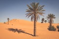 Palm trees and sand dunes in the Sahara Desert, Merzouga, Morocco Royalty Free Stock Photo