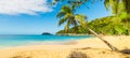 Palm trees on the sand in La Perle beach