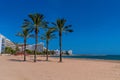 Palm trees and sandy beach Cullera Spain Royalty Free Stock Photo