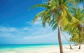 Palm trees on the sandy shore against the background of the sea and blue sky Royalty Free Stock Photo