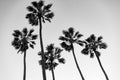 Palm trees at Santa Monica beach. Royalty Free Stock Photo