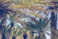 Palm trees at Santa Monica beach. Bottom view.