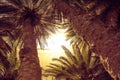 Palm trees at Santa Monica beach. Royalty Free Stock Photo