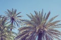 Palm trees at Santa Monica beach. Royalty Free Stock Photo