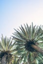 Palm trees at Santa Monica beach. Royalty Free Stock Photo