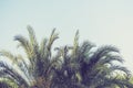 Palm trees at Santa Monica beach. Royalty Free Stock Photo