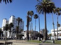 Palm Trees of Santa Monica California Mingling with Buildings and Boardwalk