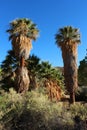 Palm trees, scrub brush on a rocky mountain slope on the Lost Palms Oasis Trail, Cottonwood Spring, California Royalty Free Stock Photo