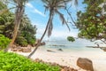 Palm trees by the sea in Anse Consolation