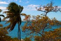 Palm trees and sea grape trees on sea view background,  Bahia Honda Key Florida Royalty Free Stock Photo
