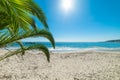 Palm trees by the sea in Laguna Beach on a sunny day Royalty Free Stock Photo