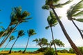 Palm trees by the sea in Le Gosier in Guadeloupe Royalty Free Stock Photo