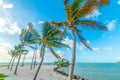 Palm trees by the sea in Sombrero Beach in Marathon Key Royalty Free Stock Photo