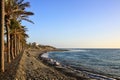 Palm trees on seafront, Las Americas, Tenerife