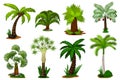 Palm trees set. Isolated coconut palm tree plant
