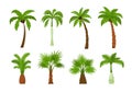 Palm trees. A set of various tropical trees with coconuts in cartoon style on a white background. Vector illustration Royalty Free Stock Photo
