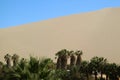 Palm trees on the shore of oasis lagoon against the sand dunes of Huacachina desert, Ica, Peru Royalty Free Stock Photo