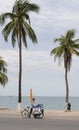 Palm trees on the side of the road facing the sea