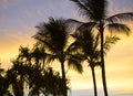 Palm Trees in Silhouette Against Sunset Royalty Free Stock Photo