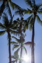 Palm trees silhouette. Beautiful tropical background, blue sky, sun glare. Summer vacation, nature, travel Royalty Free Stock Photo