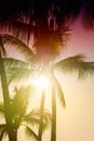 Palm trees silhouette. Beautiful tropical background, sun glare, retro, vintage filter. Royalty Free Stock Photo