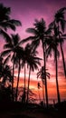 Palm trees silhouette. Clump of palms at sunset in the tropics Royalty Free Stock Photo