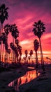 Palm trees silhouette. Clump of palms at sunset in the tropics Royalty Free Stock Photo