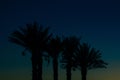 Palm trees silhouette night dark blue sky background scenic view landscape photography from Middle East Royalty Free Stock Photo