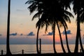 Palm trees silhouette at sunset Royalty Free Stock Photo