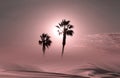 Palm trees silhouette at sunset