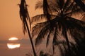 Palm trees silhouette at sunset with big sun behind clouds Royalty Free Stock Photo