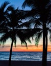 Palm trees silhouette. Sunset colorful sky backlight in Asia Royalty Free Stock Photo