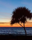 Palm trees silhouette. Sunset colorful sky backlight in Asia Royalty Free Stock Photo