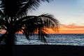 Palm trees silhouette. Sunset colorful sky backlight in Asia Royalty Free Stock Photo