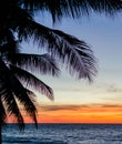 Palm trees silhouette. Sunset colorful sky backlight in Asia Royalty Free Stock Photo